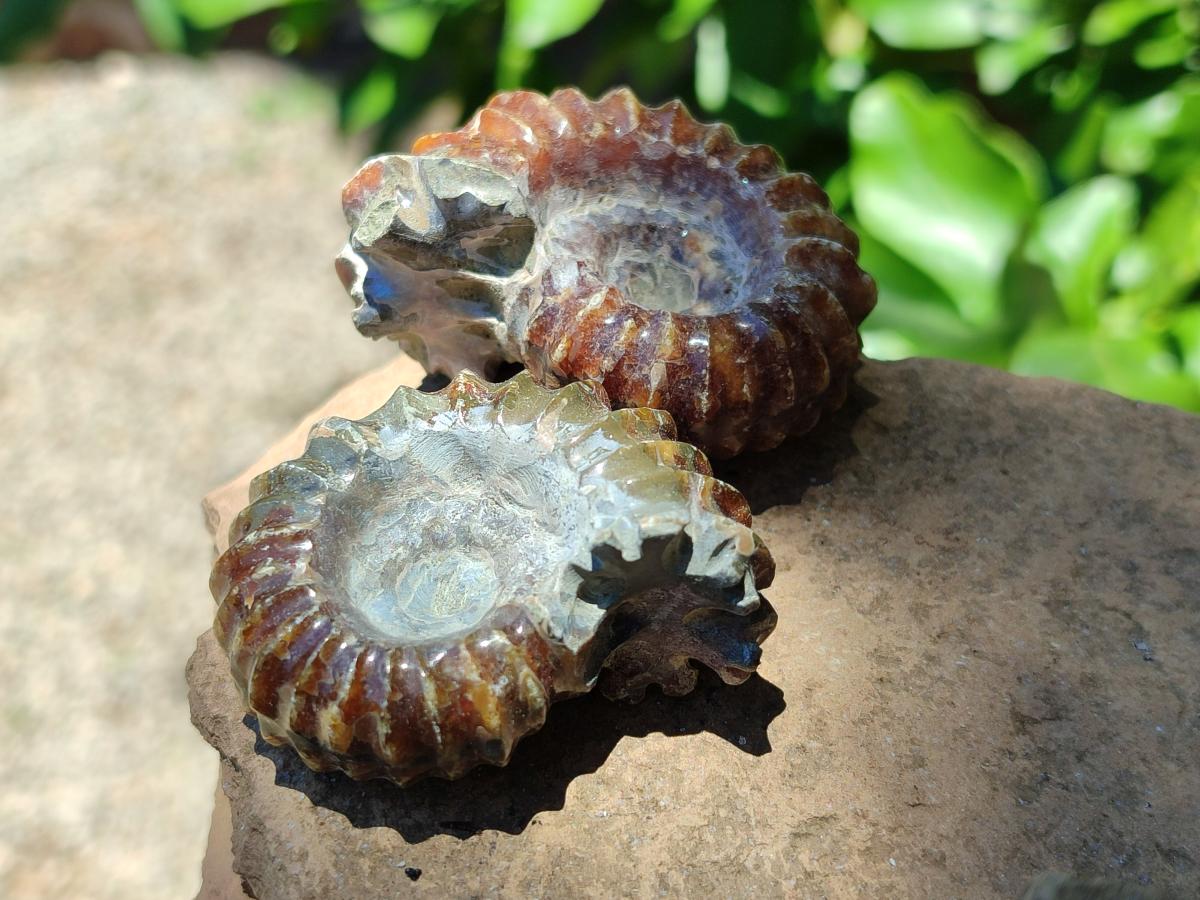 Polished Douvilleiceras Ammonite Fossils x 6 From Maintirano, Madagascar
