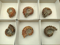Polished Douvilleiceras Ammonite Fossils x 6 From Maintirano, Madagascar