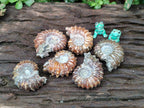 Polished Douvilleiceras Ammonite Fossils x 6 From Maintirano, Madagascar