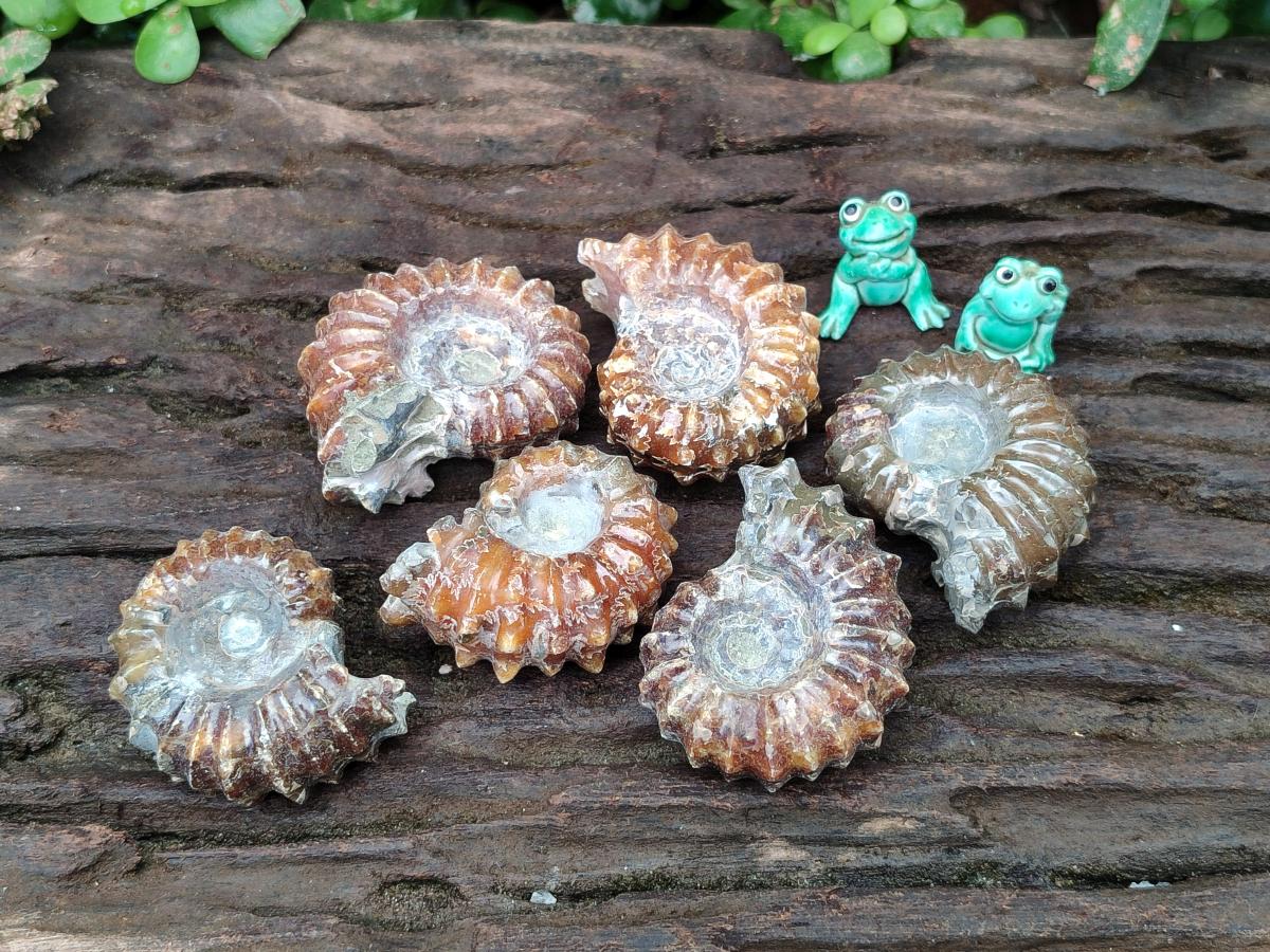 Polished Douvilleiceras Ammonite Fossils x 6 From Maintirano, Madagascar