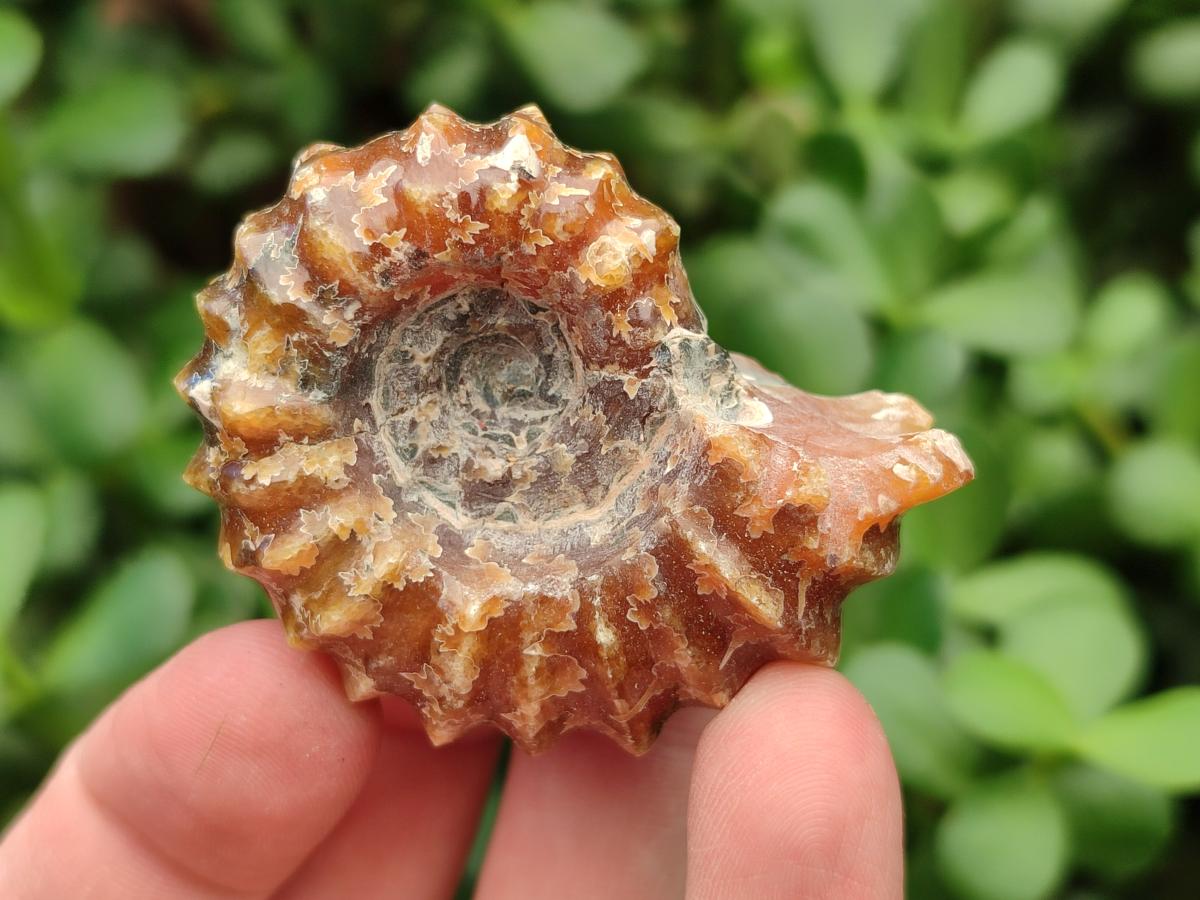 Polished Douvilleiceras Ammonite Fossils x 6 From Maintirano, Madagascar
