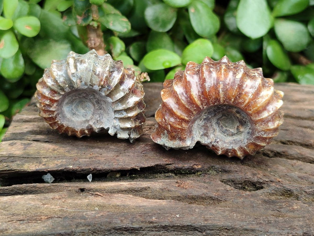 Polished Douvilleiceras Ammonite Fossils x 6 From Maintirano, Madagascar