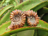 Polished Douvilleiceras Ammonite Fossils x 6 From Maintirano, Madagascar
