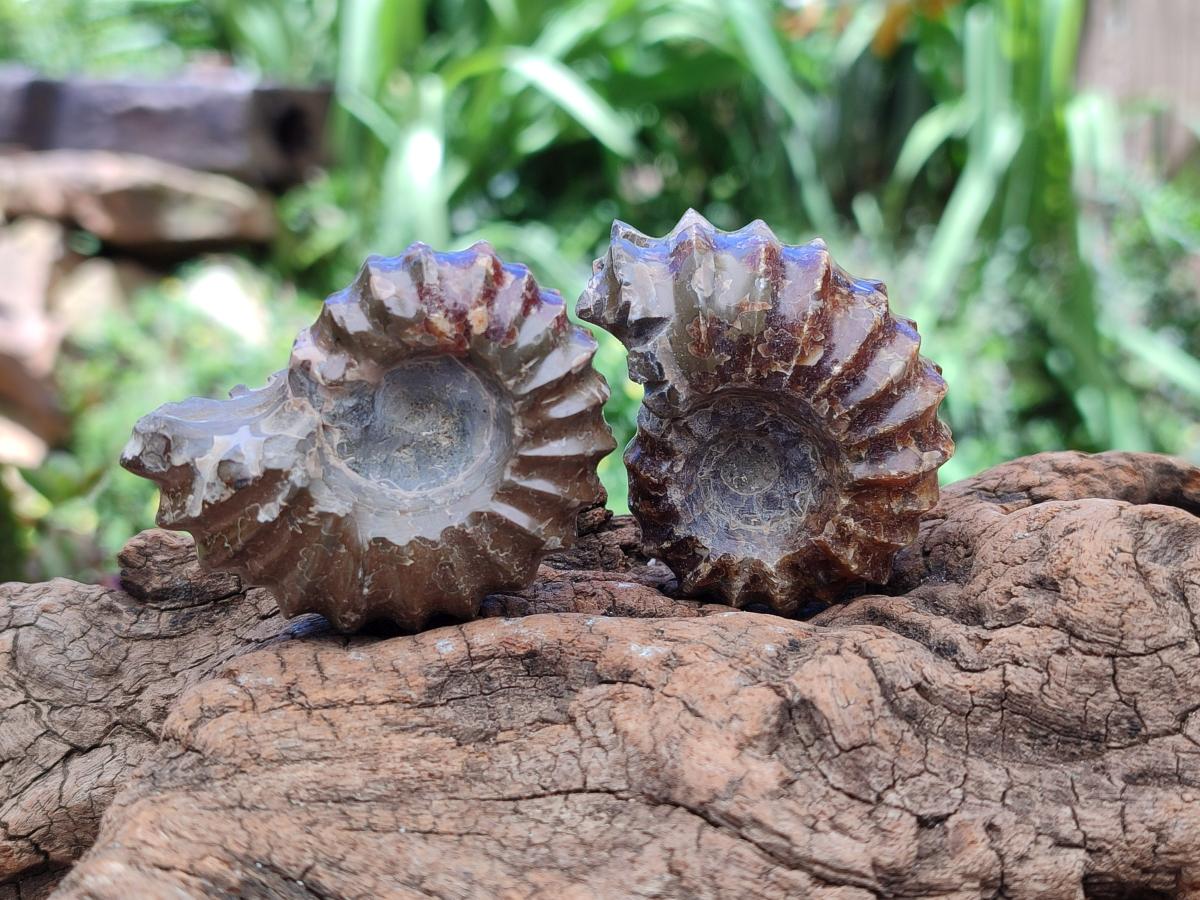 Polished Douvilleiceras Ammonite Fossils x 6 From Maintirano, Madagascar