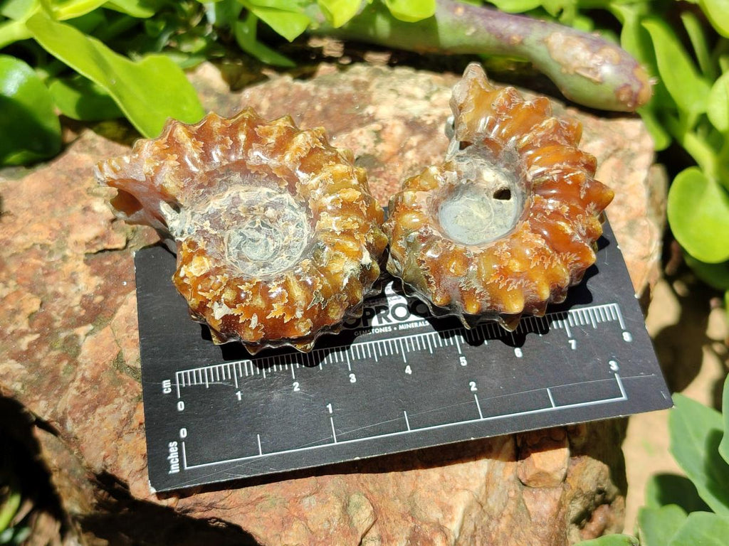 Polished Douvilleiceras Ammonite Fossils x 6 From Maintirano, Madagascar