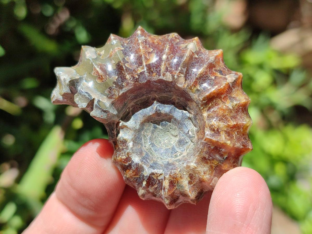 Polished Douvilleiceras Ammonite Fossils x 6 From Maintirano, Madagascar