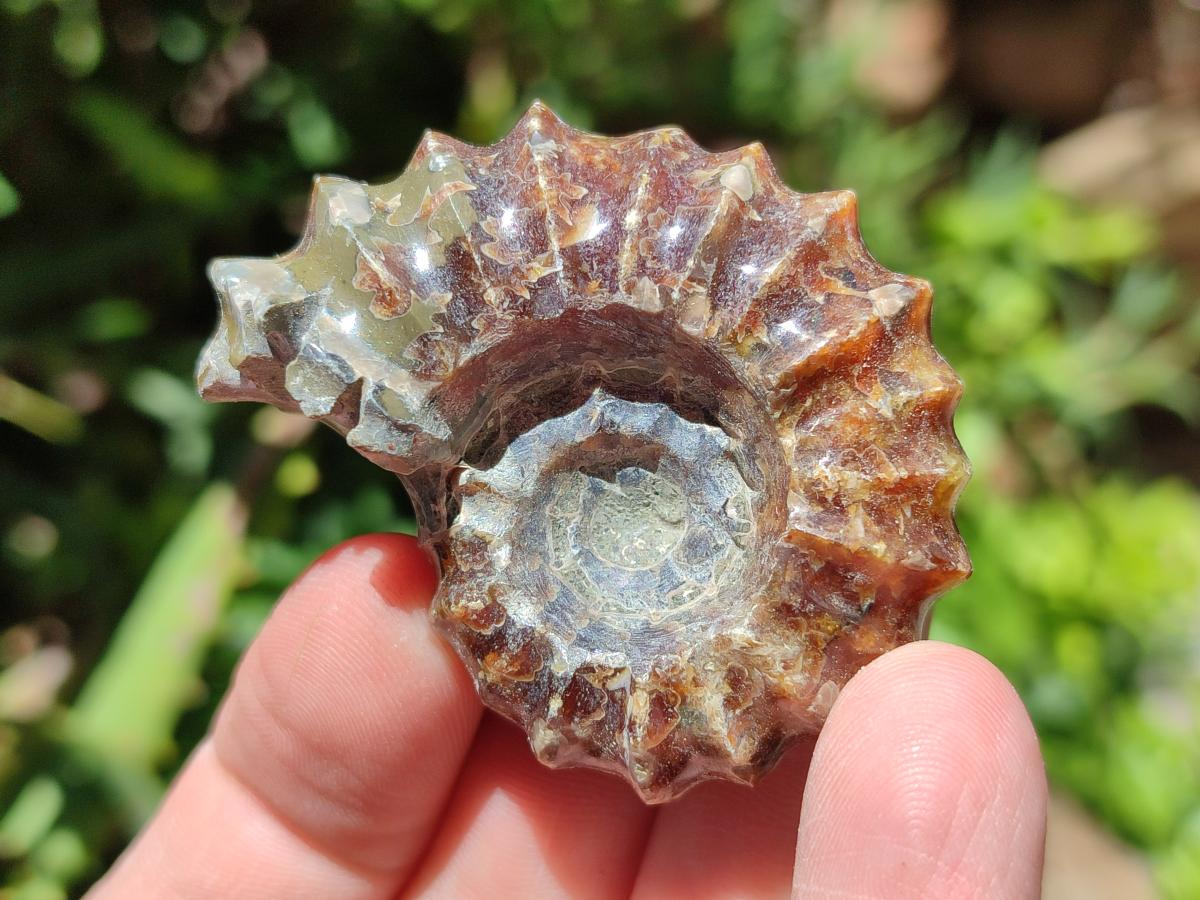 Polished Douvilleiceras Ammonite Fossils x 6 From Maintirano, Madagascar