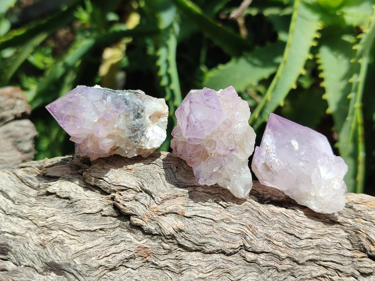 Natural Sunburst Amethyst Spirit Crystals x 50 From Boekenhouthoek, South Africa