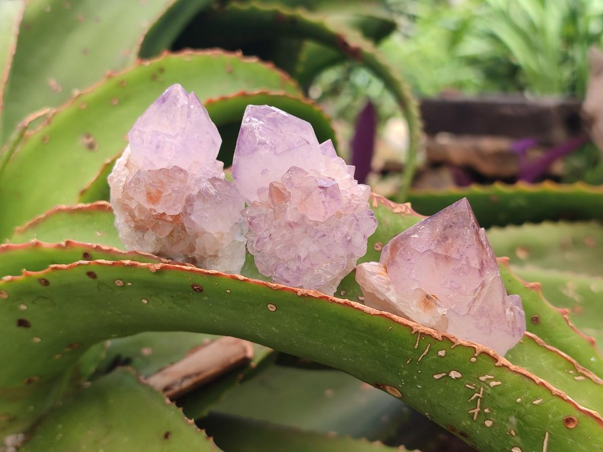 Natural Sunburst Amethyst Spirit Crystals x 50 From Boekenhouthoek, South Africa