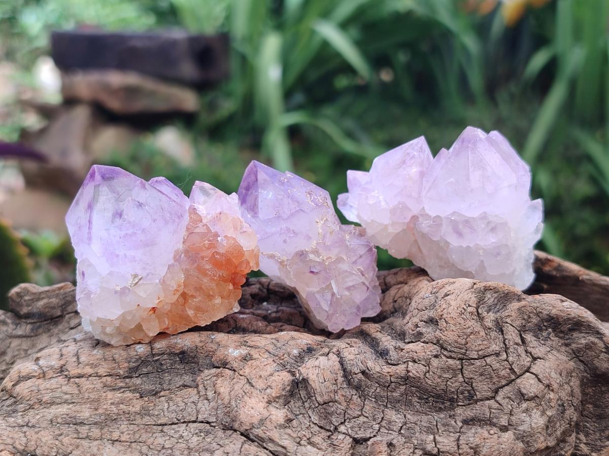 Natural Sunburst Amethyst Spirit Crystals x 50 From Boekenhouthoek, South Africa