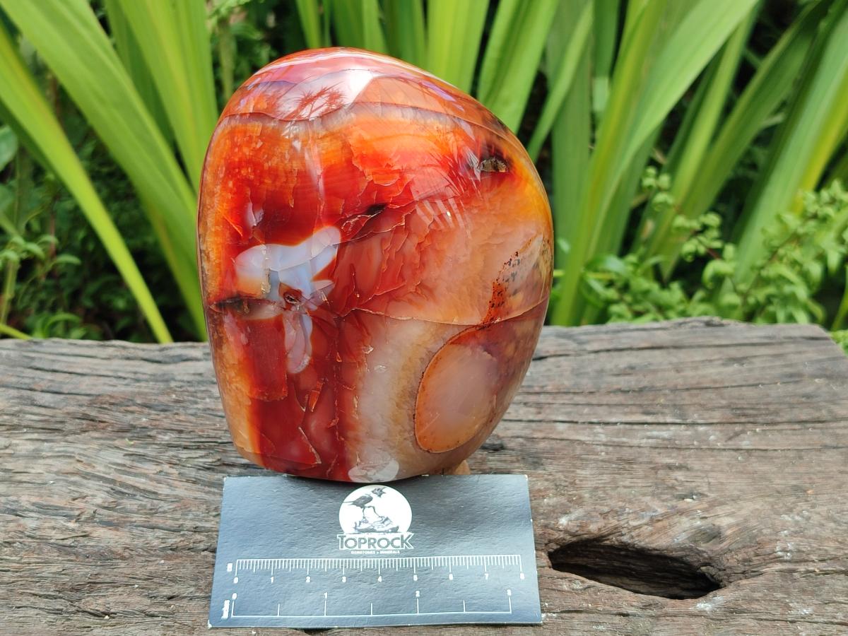 Polished Carnelian Agate Gemstone Standing Free Form x 1 From Madagascar