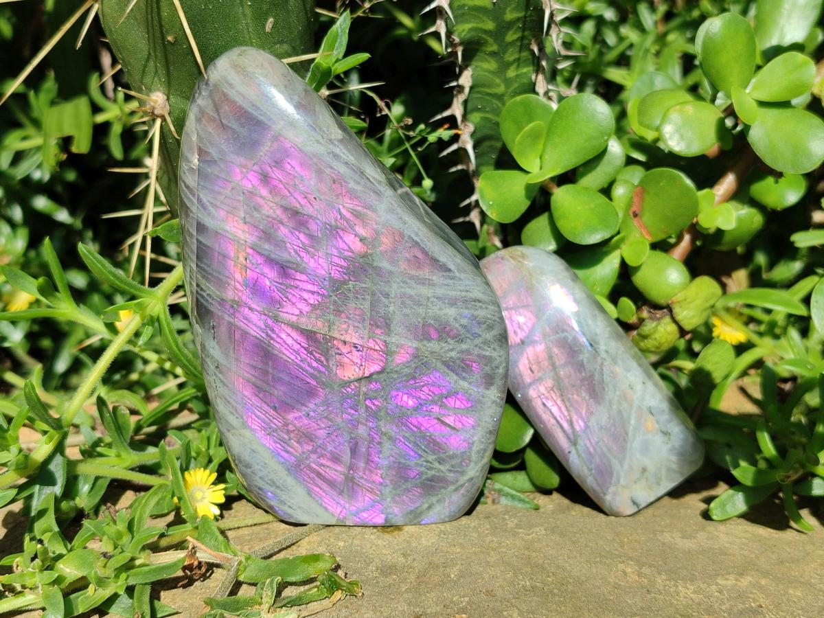 Polished Rare Purple Sunset Flash Labradorite Standing Free Forms x 3 From Madagascar
