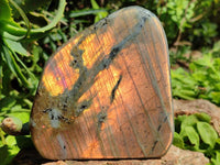 Polished Rare Purple Sunset Flash Labradorite Standing Free Forms x 3 From Madagascar