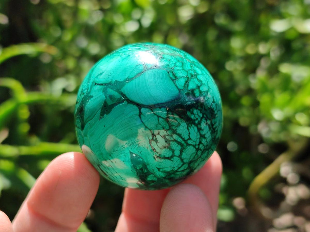 Polished Flower Banded Malachite Spheres x 6 From Congo