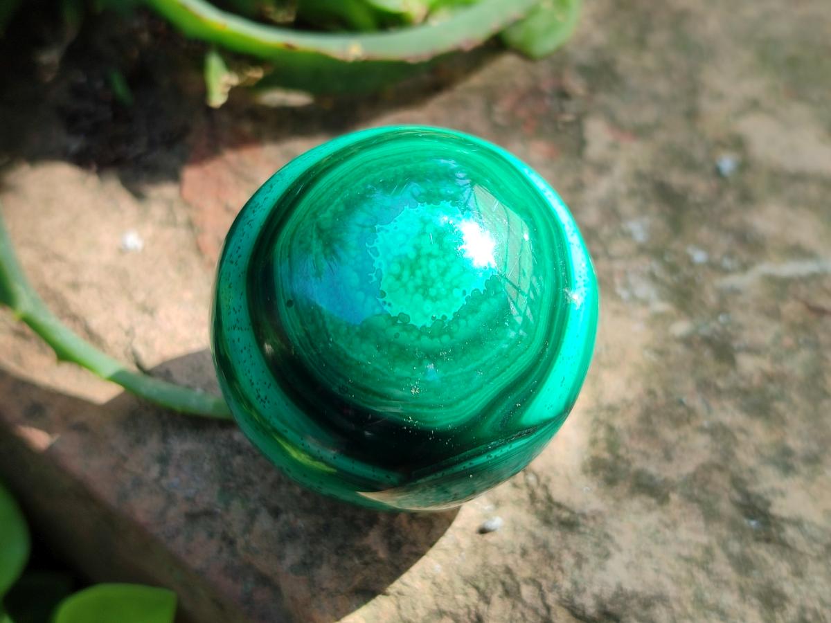 Polished Flower Banded Malachite Spheres x 6 From Congo