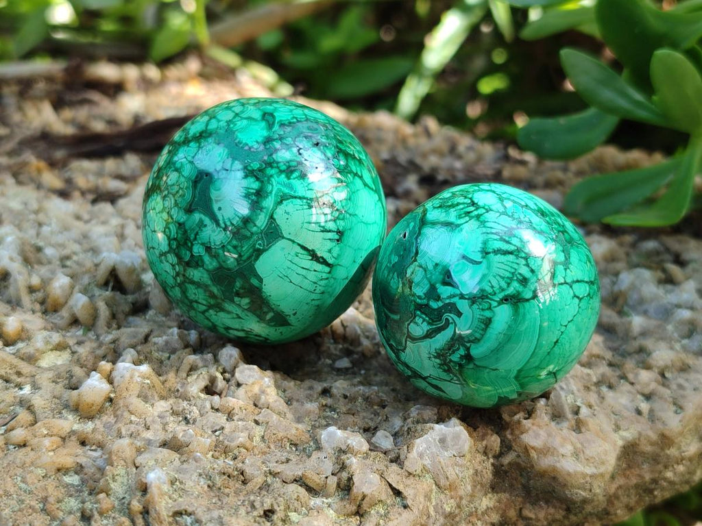 Polished Flower Banded Malachite Spheres x 6 From Congo