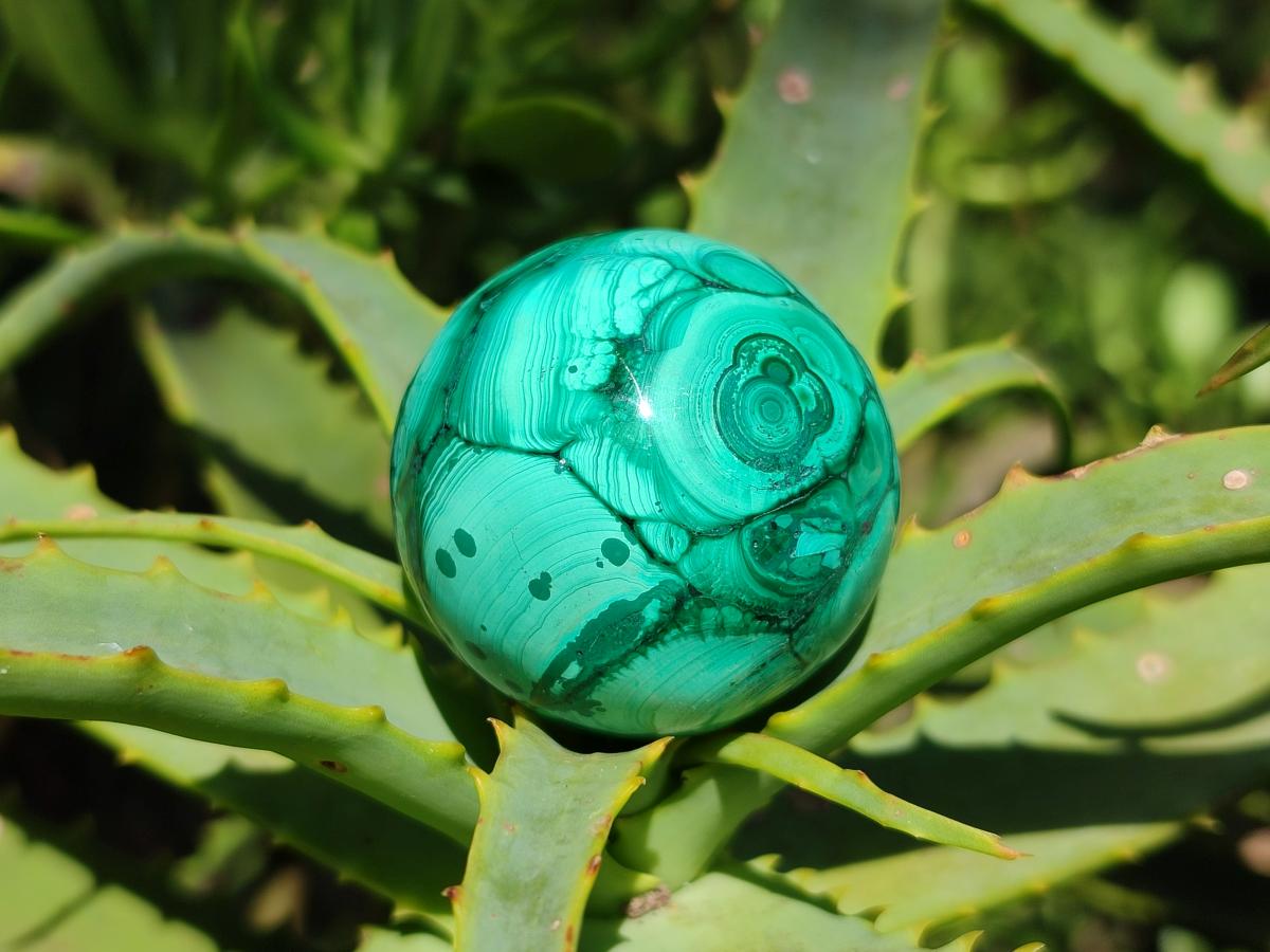 Polished Flower Banded Malachite Spheres x 6 From Congo