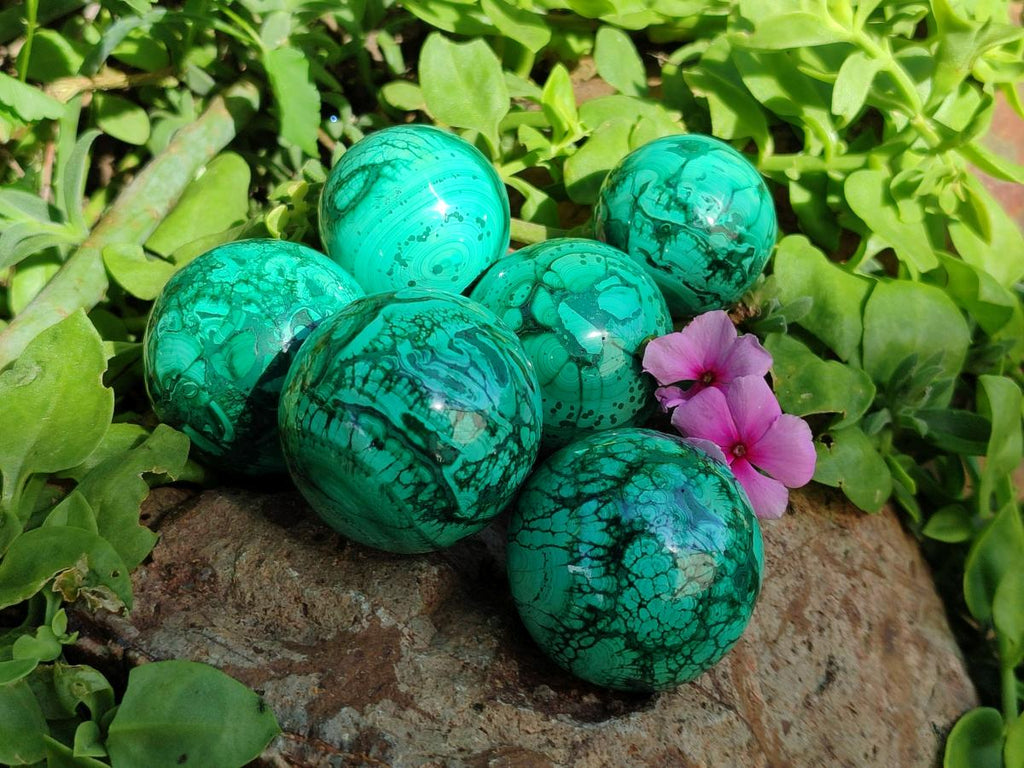 Polished Flower Banded Malachite Spheres x 6 From Congo