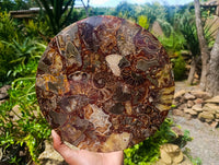 Hand Made Ammonite Conglomerate Display Plaques x 3 From Mahajanga, Madagascar
