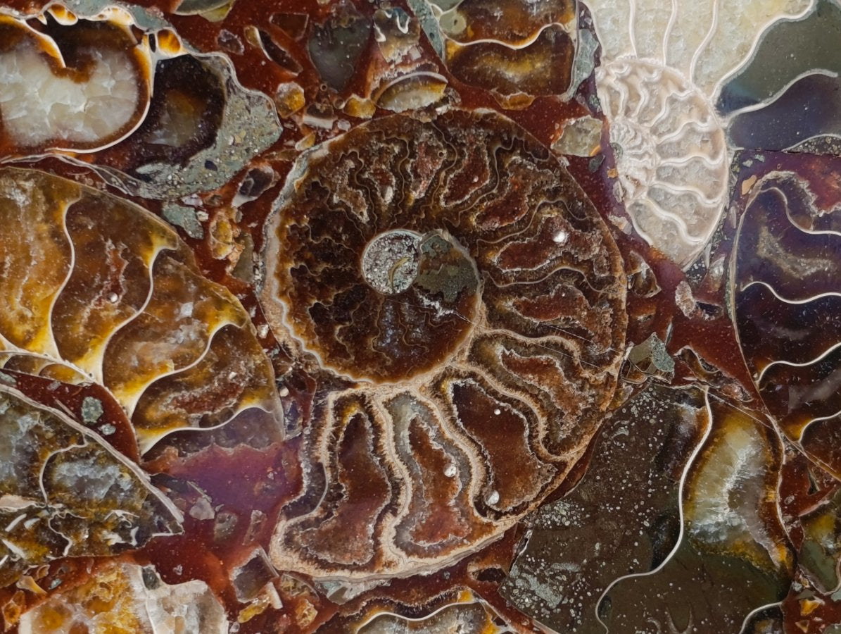 Hand Made Ammonite Conglomerate Display Plaques x 3 From Mahajanga, Madagascar