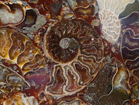 Hand Made Ammonite Conglomerate Display Plaques x 3 From Mahajanga, Madagascar