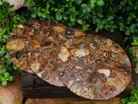 Hand Made Ammonite Conglomerate Display Plaques x 3 From Mahajanga, Madagascar