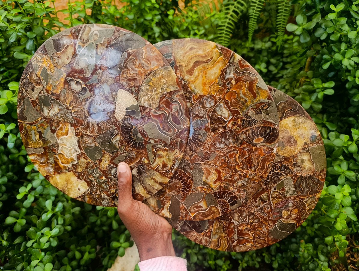 Hand Made Ammonite Conglomerate Display Plaques x 3 From Mahajanga, Madagascar