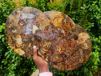 Hand Made Ammonite Conglomerate Display Plaques x 3 From Mahajanga, Madagascar