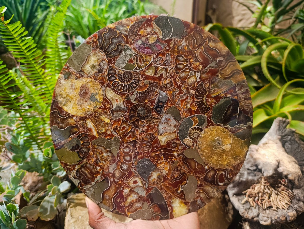 Hand Made Ammonite Conglomerate Display Plaques x 3 From Mahajanga, Madagascar