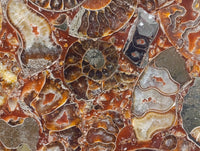 Hand Made Ammonite Conglomerate Display Plaques x 3 From Mahajanga, Madagascar