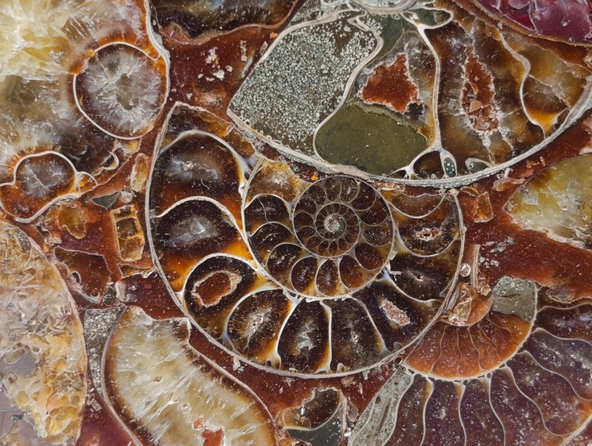 Hand Made Ammonite Conglomerate Display Plaques x 3 From Mahajanga, Madagascar