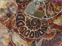 Hand Made Ammonite Conglomerate Display Plaques x 3 From Mahajanga, Madagascar