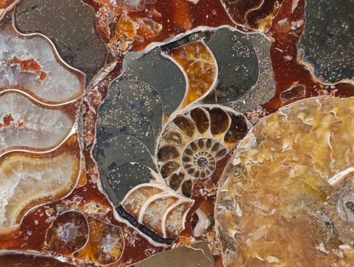 Hand Made Ammonite Conglomerate Display Plaques x 3 From Mahajanga, Madagascar