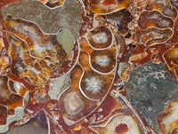 Hand Made Ammonite Conglomerate Display Plaques x 3 From Mahajanga, Madagascar