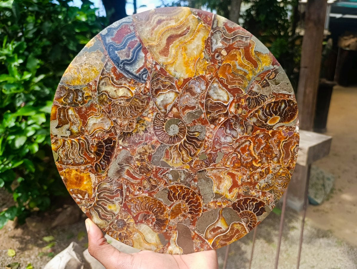 Hand Made Ammonite Conglomerate Display Plaques x 3 From Mahajanga, Madagascar