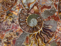 Hand Made Ammonite Conglomerate Display Plaques x 3 From Mahajanga, Madagascar