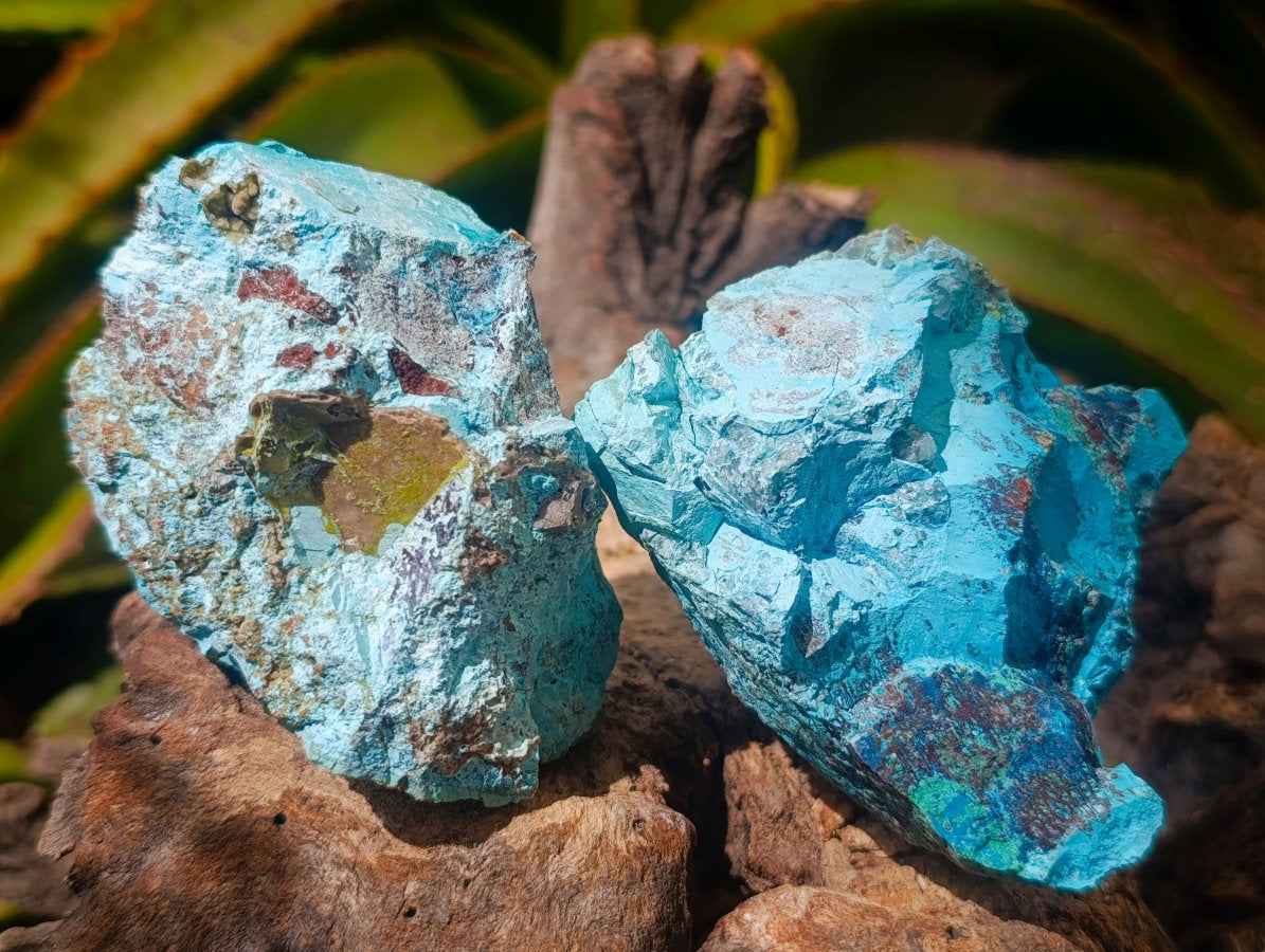 Natural Cobbed Shattuckite Specimens x 12 From Kaokoveld, Namibia