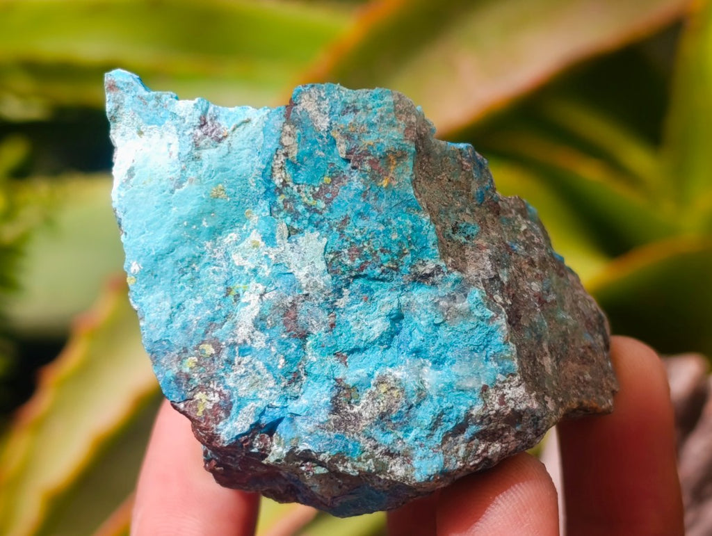 Natural Cobbed Shattuckite Specimens x 12 From Kaokoveld, Namibia
