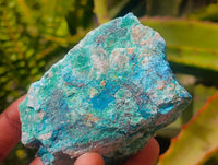 Natural Cobbed Shattuckite Specimens x 12 From Kaokoveld, Namibia