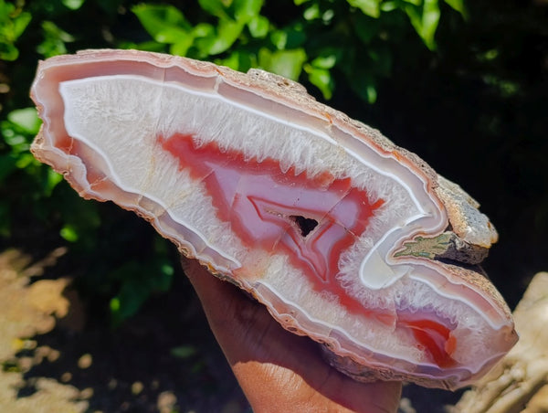 Polished XL On One Side Red Shashe River Agate Nodule x 1 From Shashe River, Zimbabwe