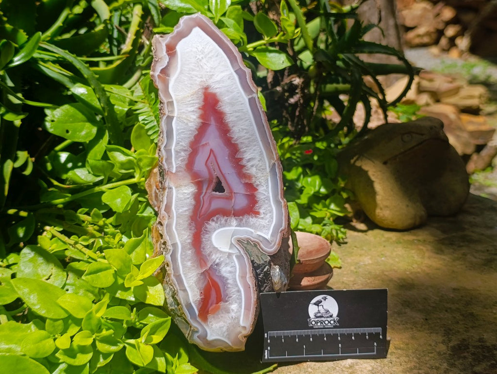 Polished XL On One Side Red Shashe River Agate Nodule x 1 From Shashe River, Zimbabwe