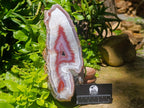 Polished XL On One Side Red Shashe River Agate Nodule x 1 From Shashe River, Zimbabwe