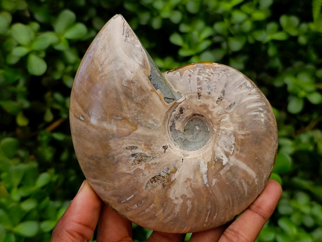 Polished Opalized Cleoniceras Ammonite Fossils x 3 From Tulear, Madagascar