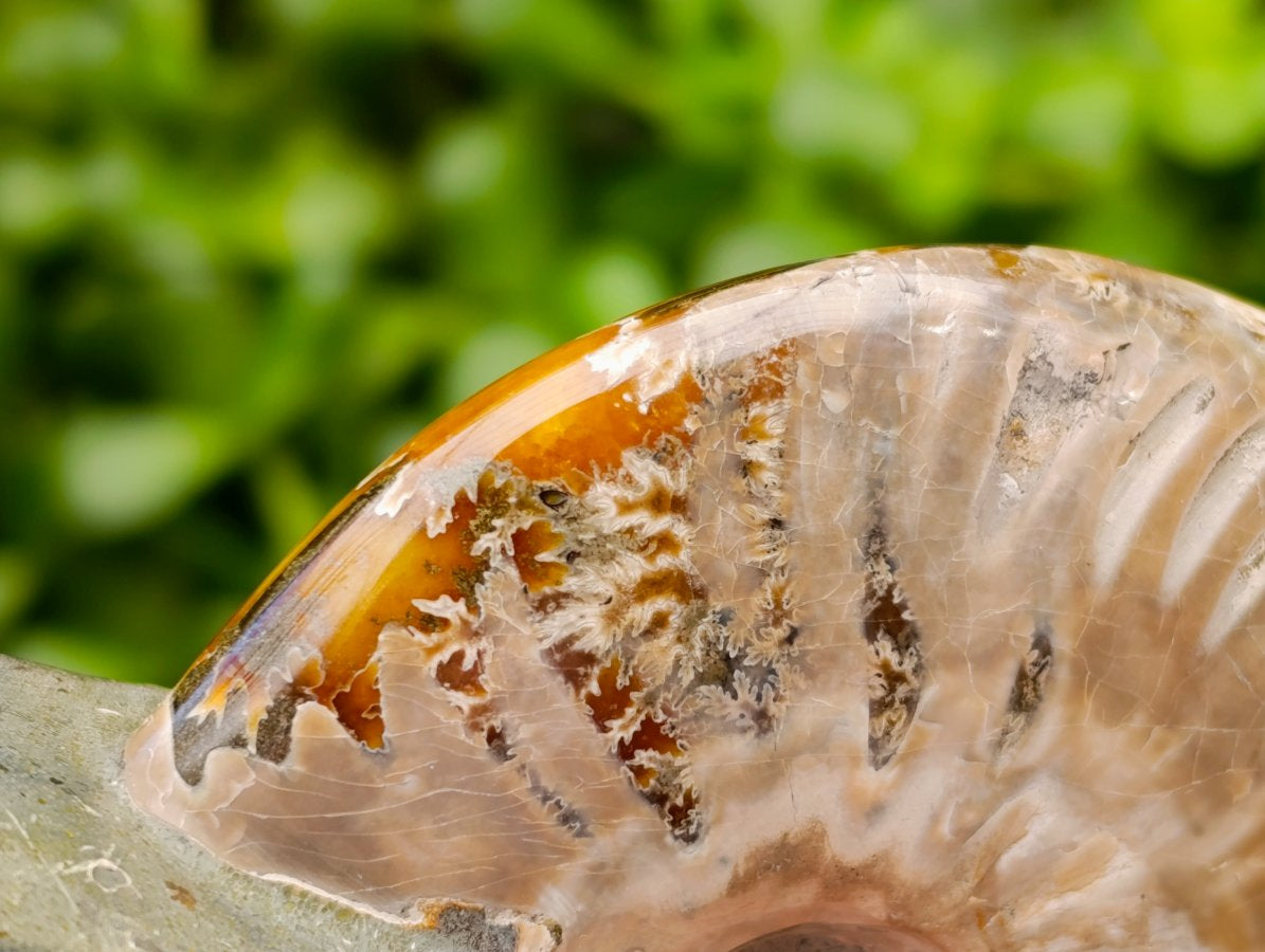 Polished Opalized Cleoniceras Ammonite Fossils x 3 From Tulear, Madagascar