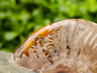 Polished Opalized Cleoniceras Ammonite Fossils x 3 From Tulear, Madagascar