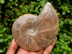 Polished Opalized Cleoniceras Ammonite Fossils x 3 From Tulear, Madagascar