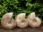 Polished Opalized Cleoniceras Ammonite Fossils x 3 From Tulear, Madagascar