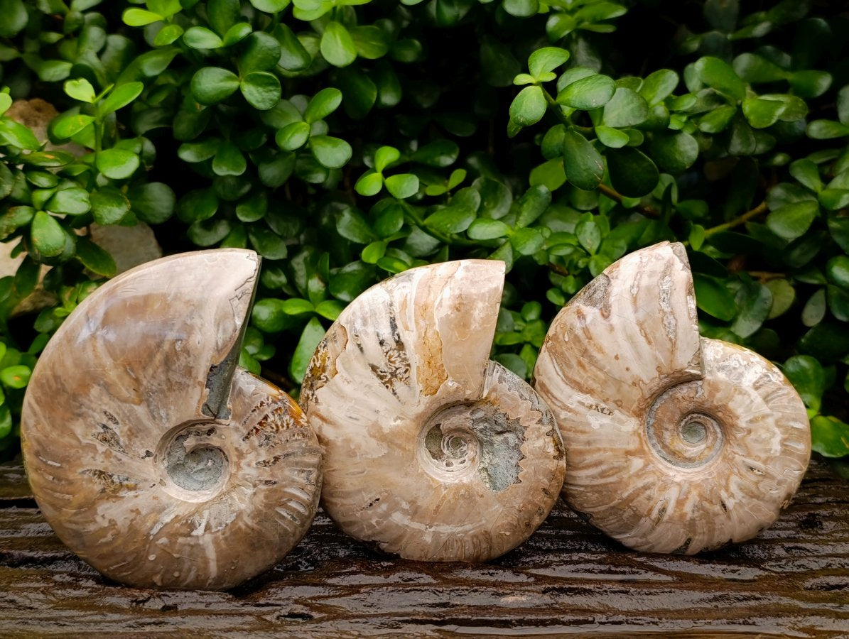 Polished Opalized Cleoniceras Ammonite Fossils x 3 From Tulear, Madagascar