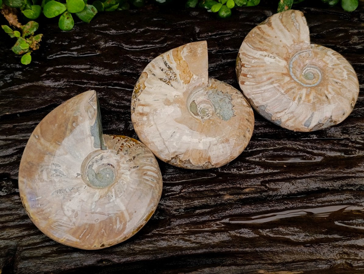Polished Opalized Cleoniceras Ammonite Fossils x 3 From Tulear, Madagascar