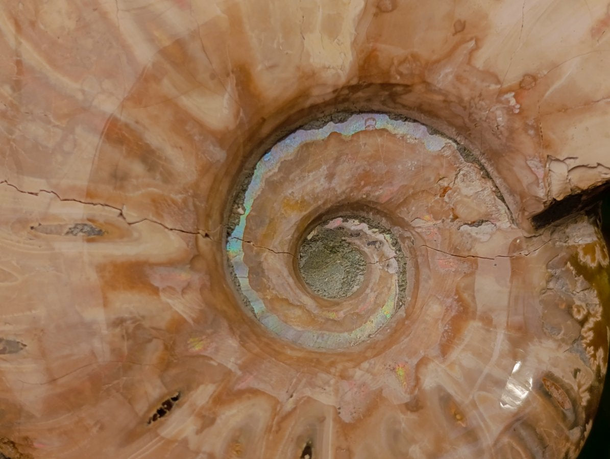 Polished Opalized Cleoniceras Ammonite Fossils x 3 From Tulear, Madagascar